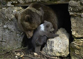 Пополнение в медвежьей семье