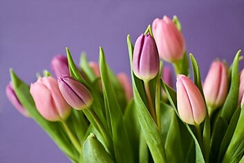 К 8 Марта выращиваю тюльпаны на подоконнике, соседка рассказала, как обустроить квартирный цветник