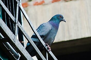Наступает сезон, когда голуби вьют гнёзда, вот что нужно сделать, чтобы они не решили вывести потомство у тебя на балконе