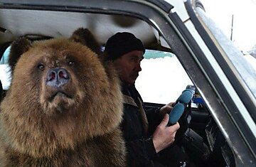 Присылайте фото со своим медведем