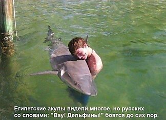 Русские туристы приняли акулу за дельфина и приветствовали ее объятиями