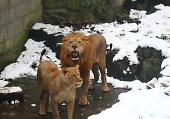 Льва закидали снегом (6 фото)