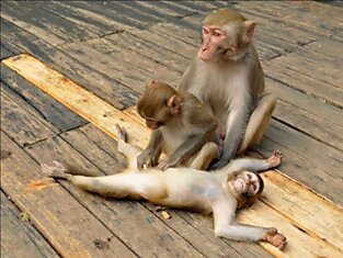Вирус светочувствительности улучшил мышление обезьян