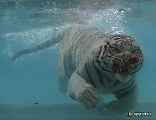 Кормление белого тигра (29 фото)