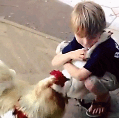 Дружба с курицей