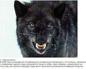 Интересные данные о волках