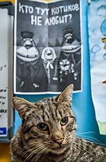Приют для кошек в столице Беларуси (39 фото)