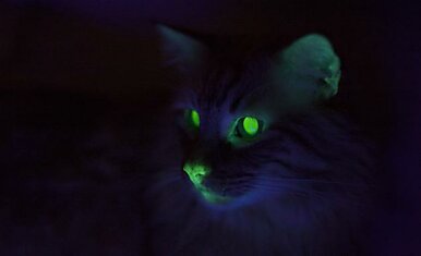 Американские ученые вывели кота, который светится зеленым светом