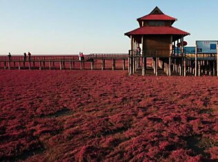 "Красный пляж" в Китае
