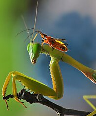 Взаимоотношения насекомых в макрофотографии Нордина Серайана (Nordin Seruyan)