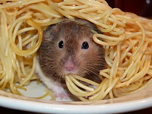 Хозяин спагетти