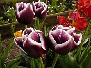Тонкости выращивания тюльпанов в Вашем саду