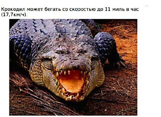 Коллекция интересных и познавательных фактов о крокодилах