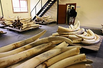 В Китае показательно уничтожили 6000 кило слоновой кости