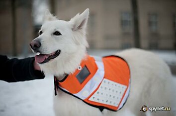 Messenger Dog. Собаки-спасатели и высокие технологии (5 фото, видео)