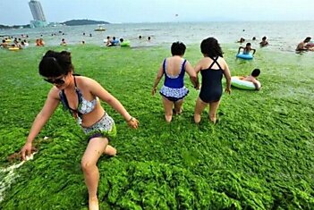 Самый большой пляж города Циндао в Китае покрыт водорослями