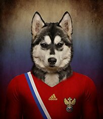 Собаки чемпионата мира по футболу 2014 года