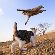 Летающие кошки