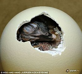 Жизнь из яйца (12 фото)