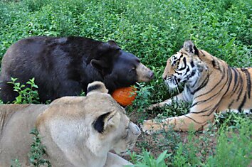 Лучшие друзья: медведь, лев и тигр