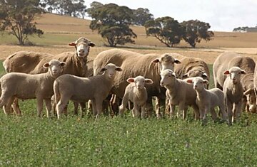 Смерть тысяч австралийских овец от опьяняющих растений