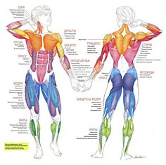 Таблица связей и значений отдельных органов и частей тела