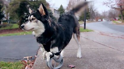 Пес с врожденным дефектом передних лап получил возможность бегать благодаря 3D печати