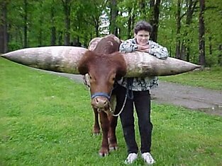 Watusi - бык с самыми большими рогами