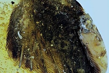 В янтаре нашли превосходно сохранившиеся перья птицеподобных динозавров