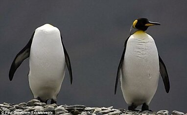 Безглавый пингвин! Жесть