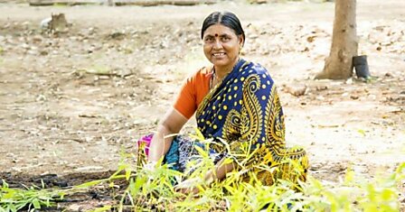 В Индии жители высадили 50 миллионов деревьев всего за 24 часа