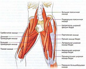 Гребенчатая мышца: точки напряжения и снятие боли