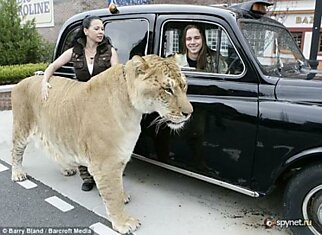 Самая большая кошка в мире (7 фото)