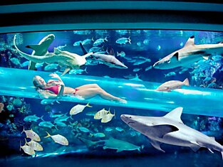 Опасный Лас Вегас: водные горки в аквариуме с акулами