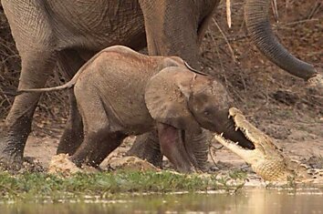 Слониха спасла своего малыша от крокодила