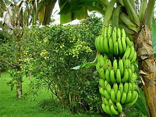 Британский ученый изобрел топливо из бананов