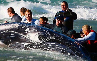 Спасение детеныша кита
