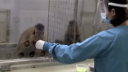 Что будет, если двум обезьянам несправедливо заплатить за работу(видео)
