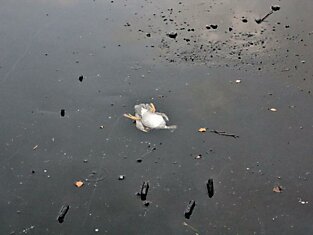 Мужик спас утку, вытащив её из-под льда