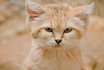 Интернет Ликует: Найдены Кошки, Которые Всю Жизнь Выглядят Как Котята
