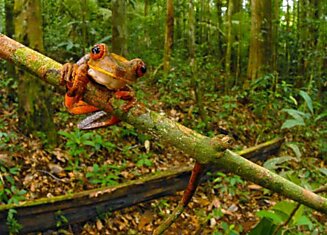 Флора и фауна Суринама (25 фото)