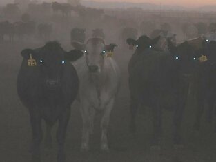 Ежик в тумане - милота. А вот коровы...