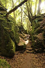 Лес, вдохновивший Джона Толкиена на Властелина Колец