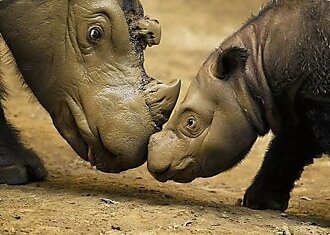 Самые мелкие носороги