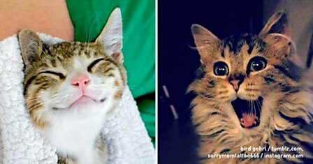 15 котов, которые покажут вам, как надо улыбаться