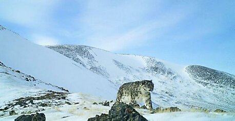 Редкие снимки снежного барса на Алтае