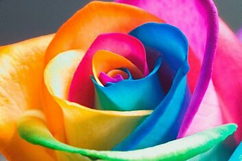 Разноцветная роза Rainbow Rose