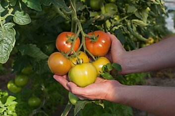 Будешь раздавать помидоры соседям, если в июле подкормишь их этой чудотворной смесью