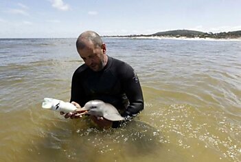 Спасенный детеныш дельфина