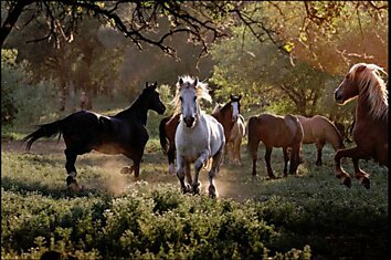 Прекрасные лошади